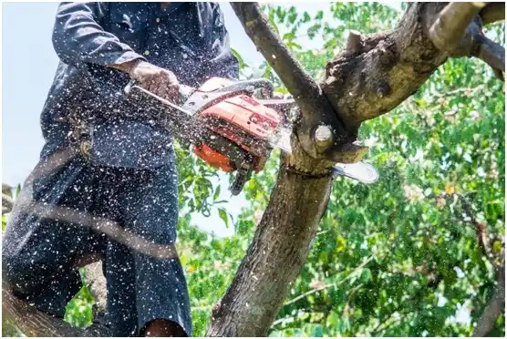 tree services Red Boiling Springs